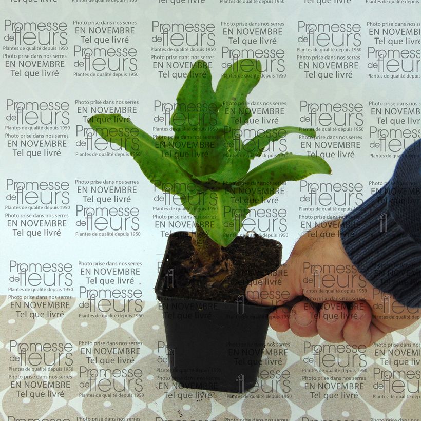 Esempio di esemplare Eucomis bicolor Alba - Giglio di ananas Bulbo taglia 16+ come consegnato