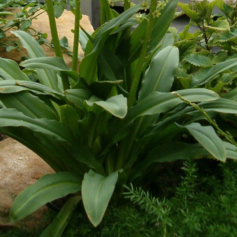 Eucomis pallidiflora subsp. pole-evansii - Giglio di ananas (Foliage)
