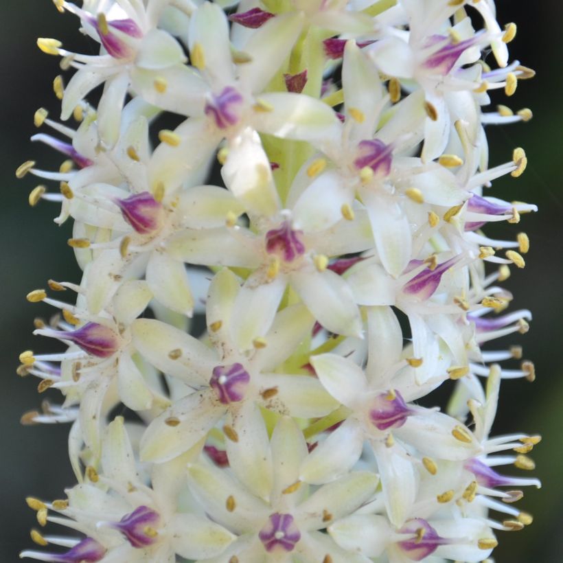 Eucomis pallidiflora subsp. pole-evansii - Giglio di ananas (Flowering)