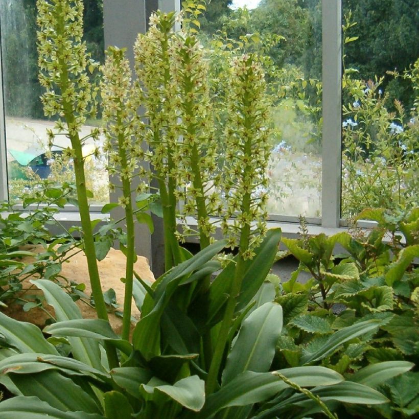 Eucomis pallidiflora subsp. pole-evansii - Giglio di ananas (Plant habit)