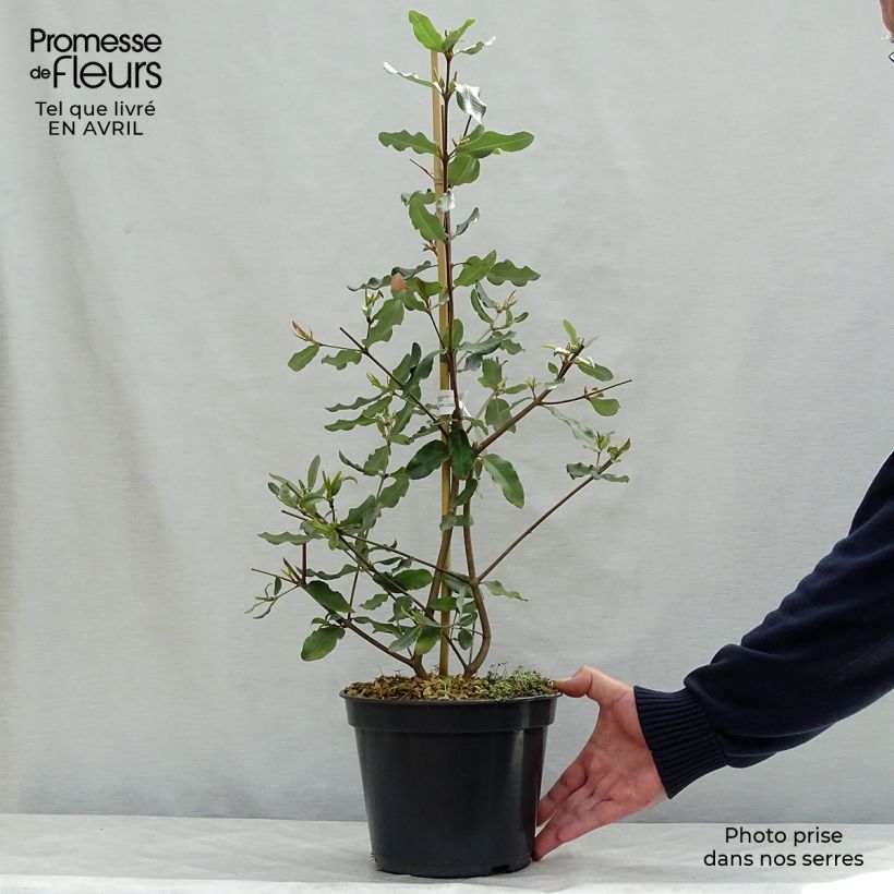 Example of Eucryphia intermedia Rostrevor Vaso da 3L/4L as you get in printemps
