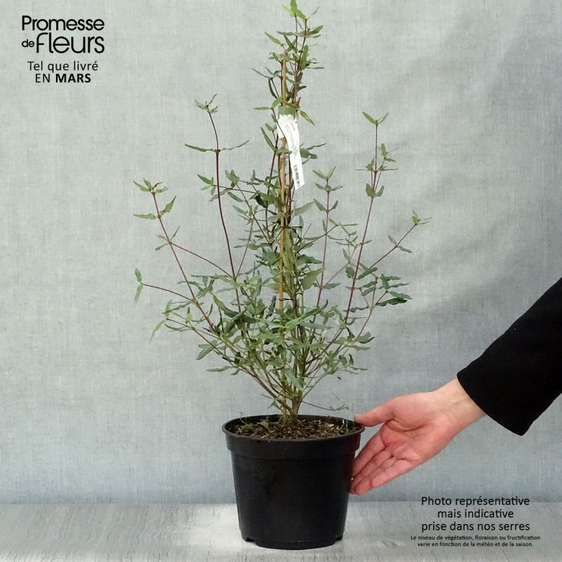 Example of Eucryphia lucida Ballerina Vaso da 4L/5L as you get in printemps