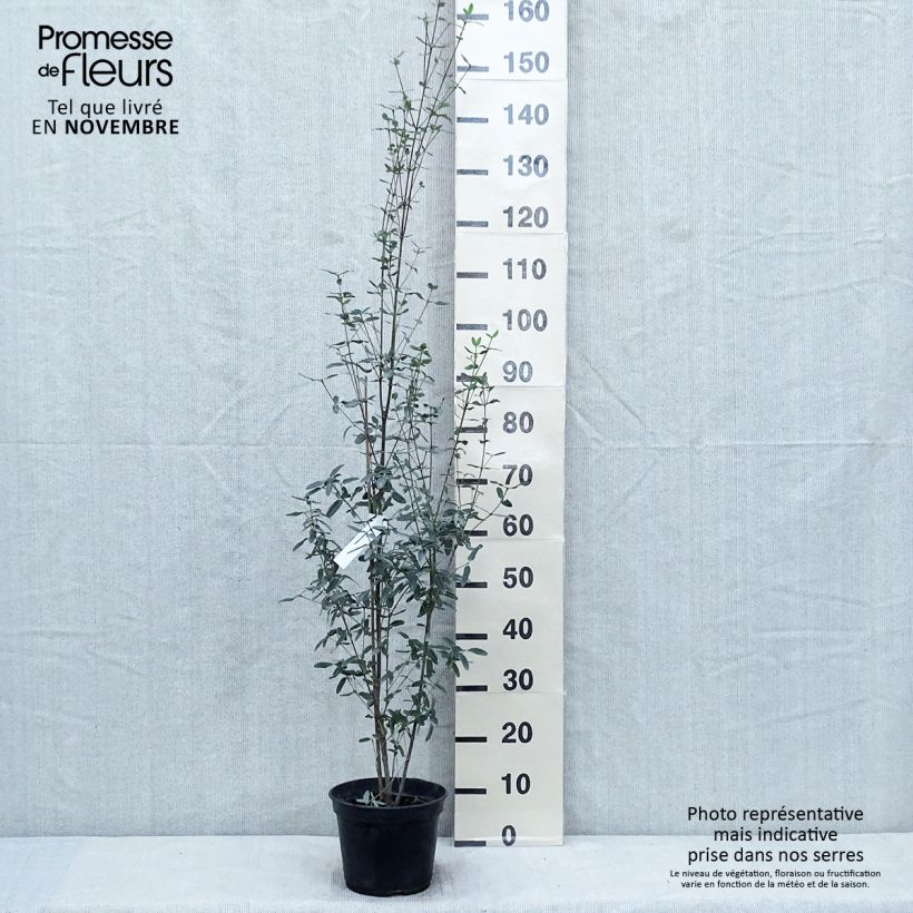 Esemplare di Eucryphia lucida Pink cloud Vaso da 4L/5L come consegnato in autunno
