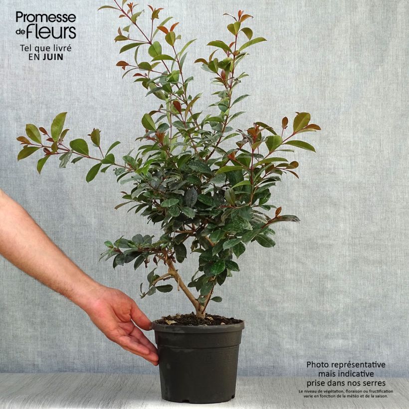 Esemplare di Eugenia uniflora Etna Fire Vaso da 3L/4L consegnato in estate