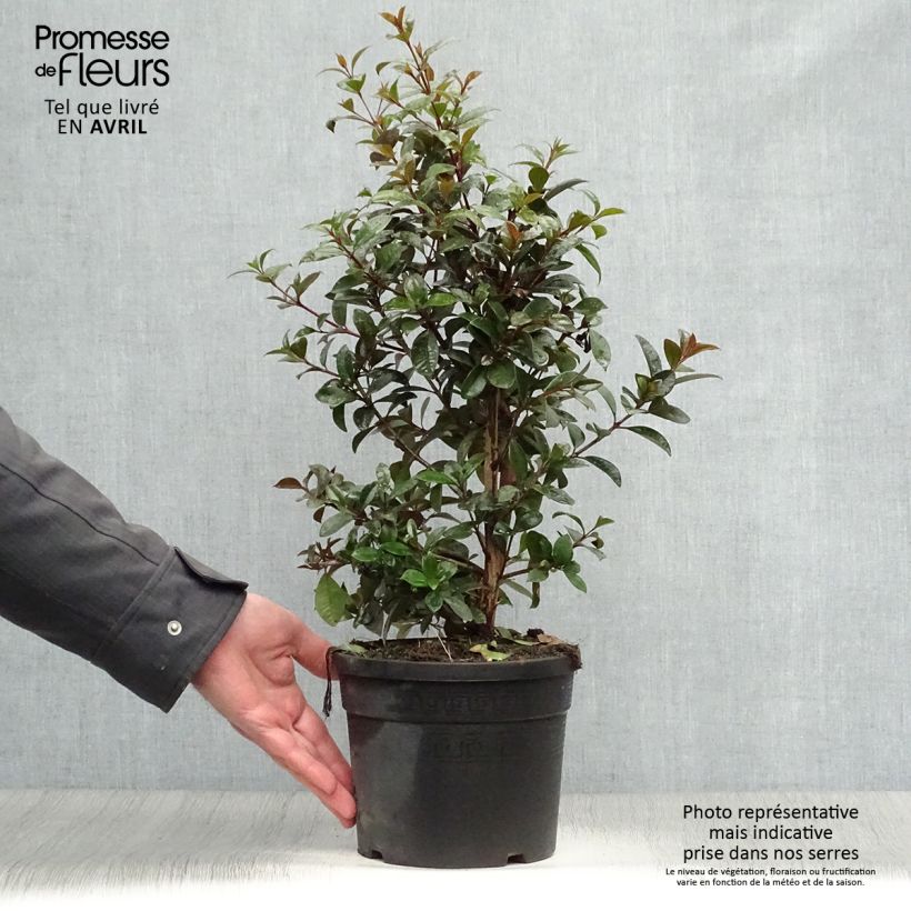 Example of Eugenia uniflora Etna Fire Vaso da 3L/4L as you get in printemps