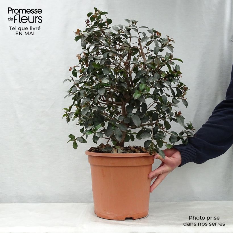 Example of Eugenia uniflora Etna Fire Vaso da 7,5L/10L as you get in printemps