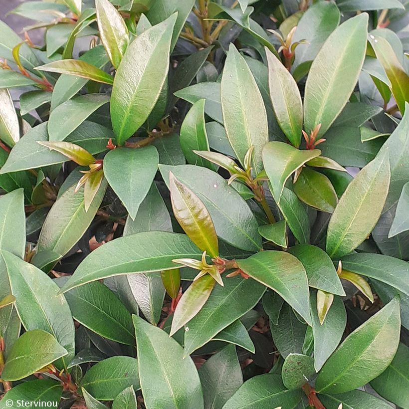 Eugenia myrtifolia Compacta (Foliage)