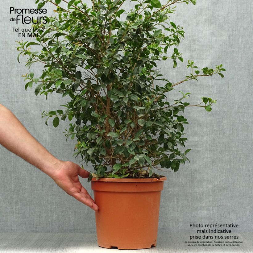 Example of Eugenia myrtifolia New Port Vaso da 4L/5L as you get in printemps