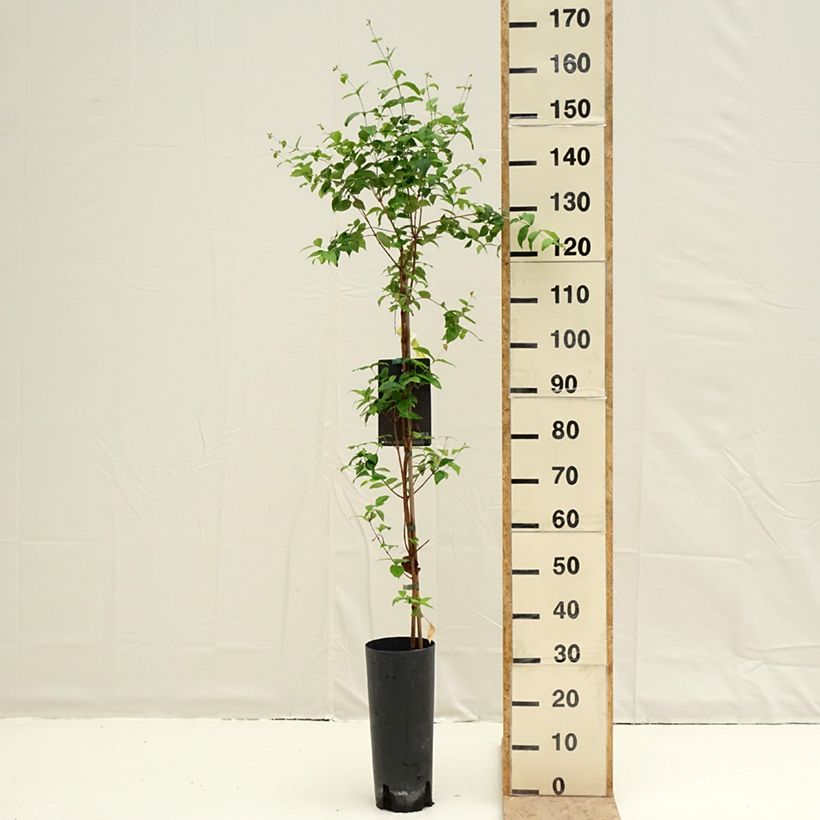 Eugenia uniflora Vaso da 6L/7L esemplare consegnato in primavera