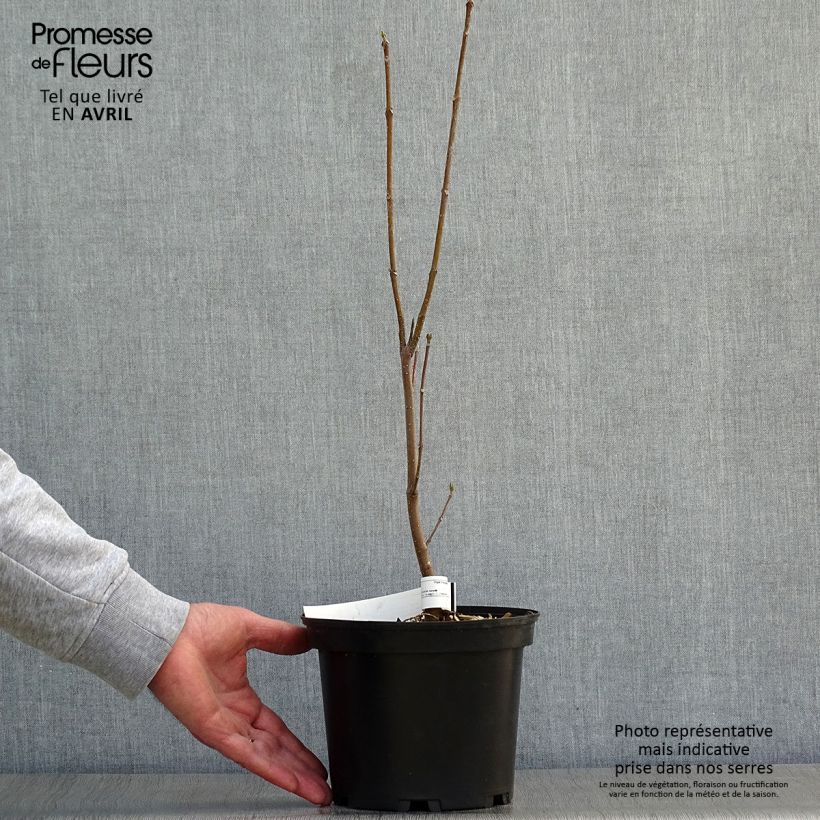 Example of Tetradium daniellii - Evodia Vaso da 2L/3L as you get in printemps