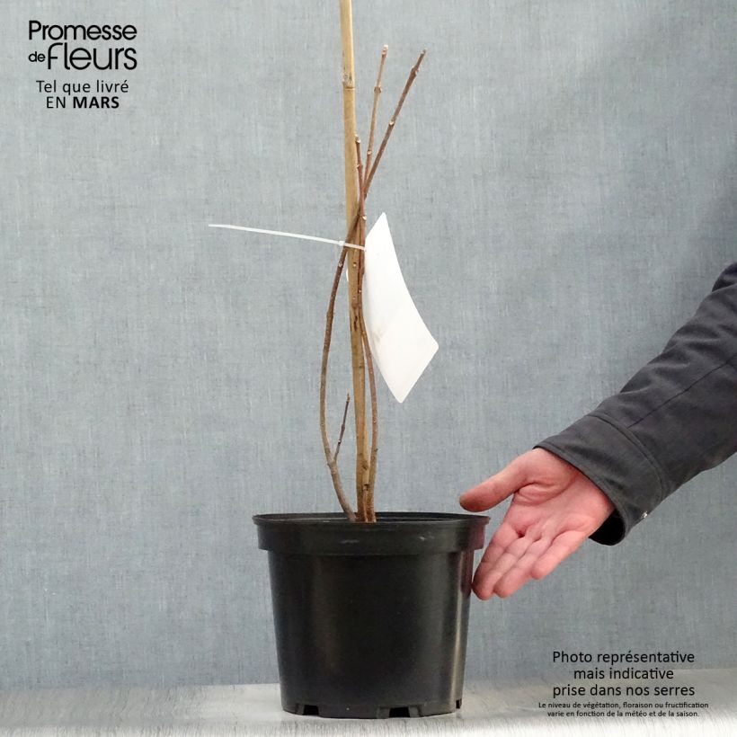 Example of Tetradium daniellii - Evodia Vaso da 4L/5L as you get in printemps