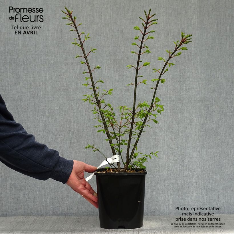 Euonymus alatus Compactus - Evonimo alato Vaso da 4L/5L esemplare consegnato in primavera