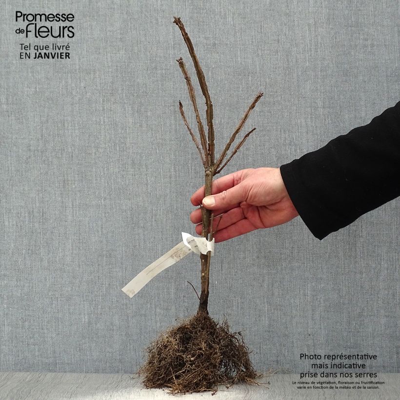 Euonymus alatus - Evonimo alato Piante piccole a radice nuda esemplare consegnato in inverno