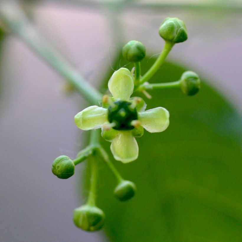 Euonymus europaeus - Fusaria comune (Flowering)