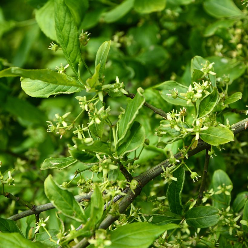 Euonymus europaeus Albus - Fusain d'Europe (Fioritura)