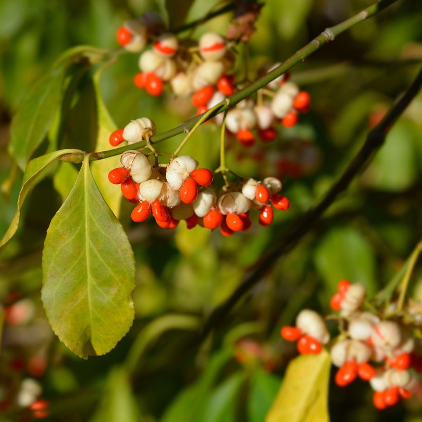 Euonymus europaeus Albus - Fusain d'Europe (Raccolta)