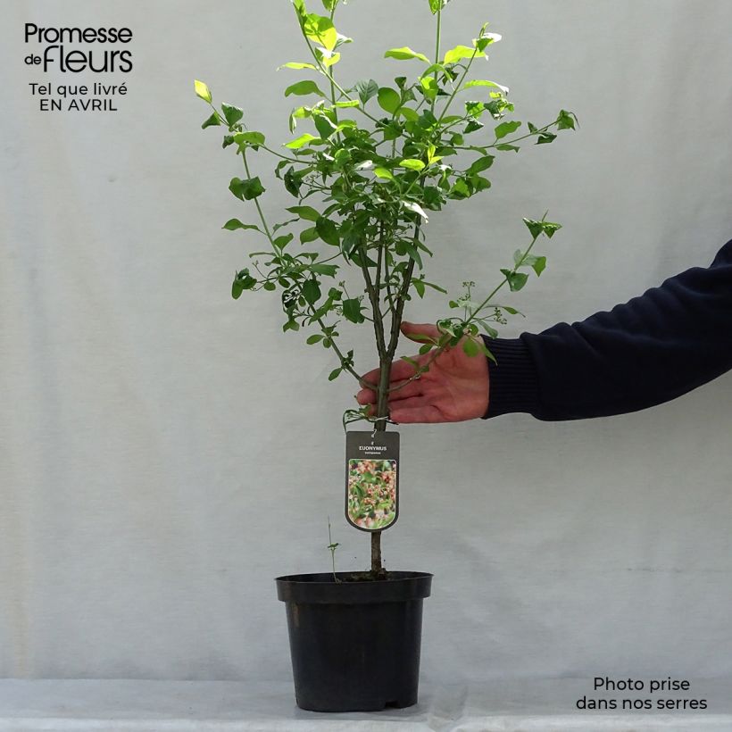 Example of Euonymus europaeus - Fusaria comune Vaso da 7,5L/10L as you get in printemps