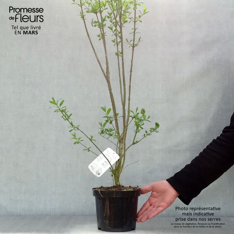 Example of Euonymus europaeus - Fusaria comune Vaso da 2L/3L as you get in printemps