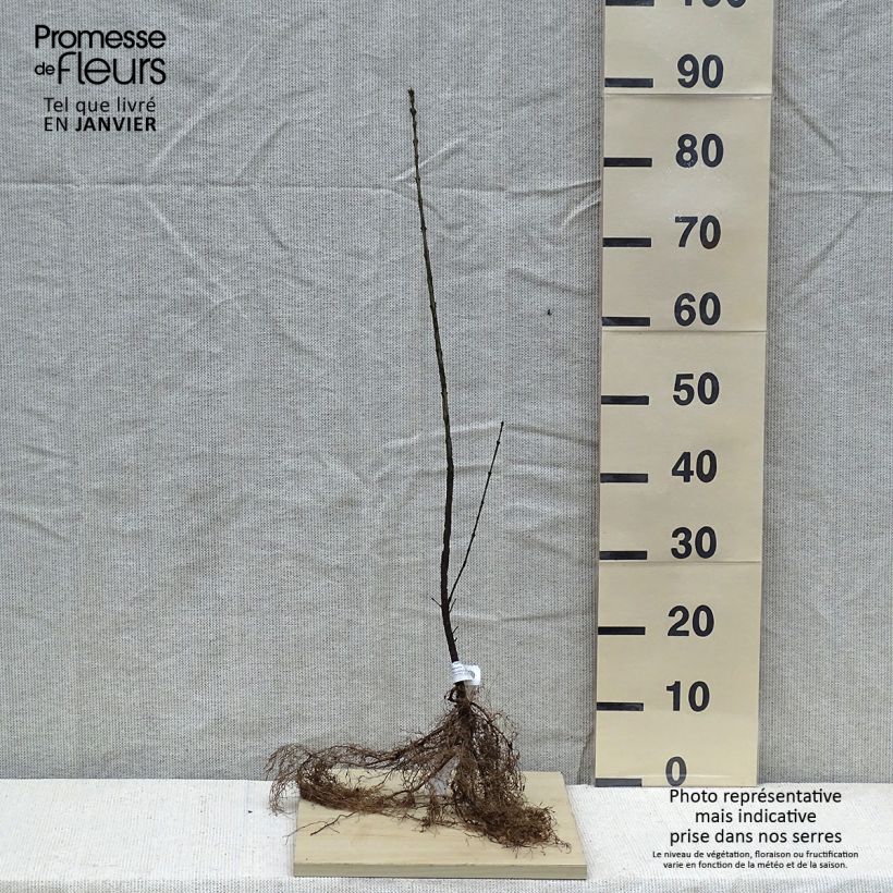 Example of Euonymus europaeus - Fusaria comune Piante piccole a radice nuda as you get in hiver