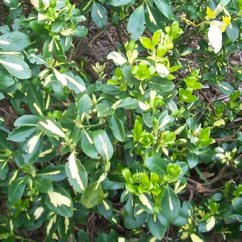 Euonymus fortunei Blondy (Foliage)