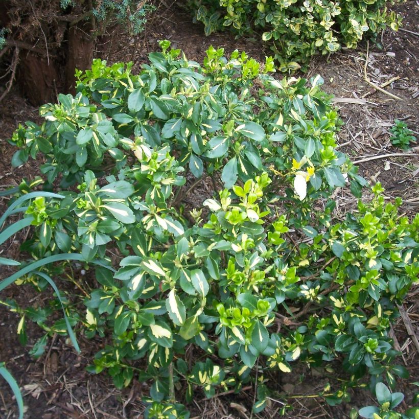 Euonymus fortunei Blondy (Plant habit)