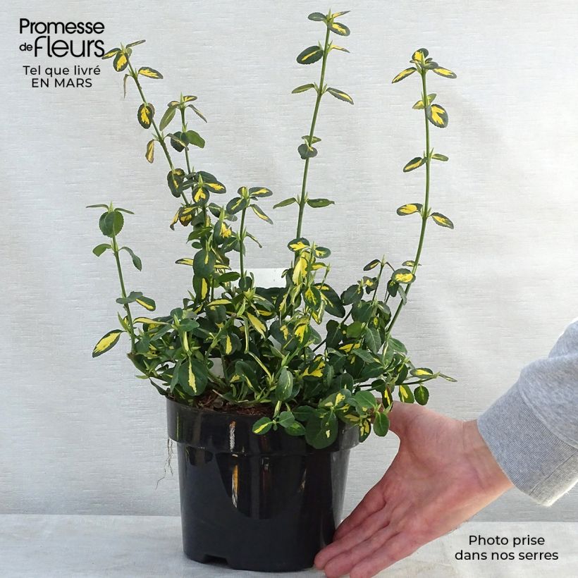 Example of Euonymus fortunei Blondy Vaso da 2L/3L as you get in printemps