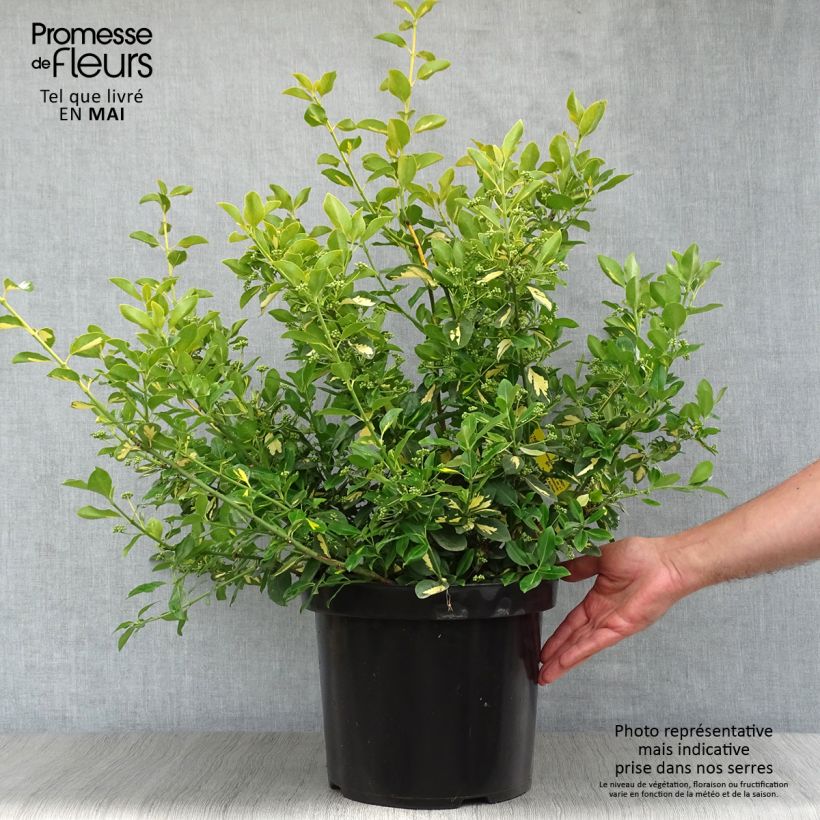 Example of Euonymus fortunei Blondy Vaso da 7,5L/10L as you get in printemps