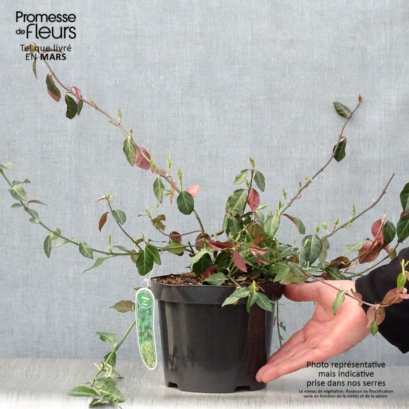 Example of Euonymus fortunei Coloratus Vaso da 1,5L/2L as you get in printemps