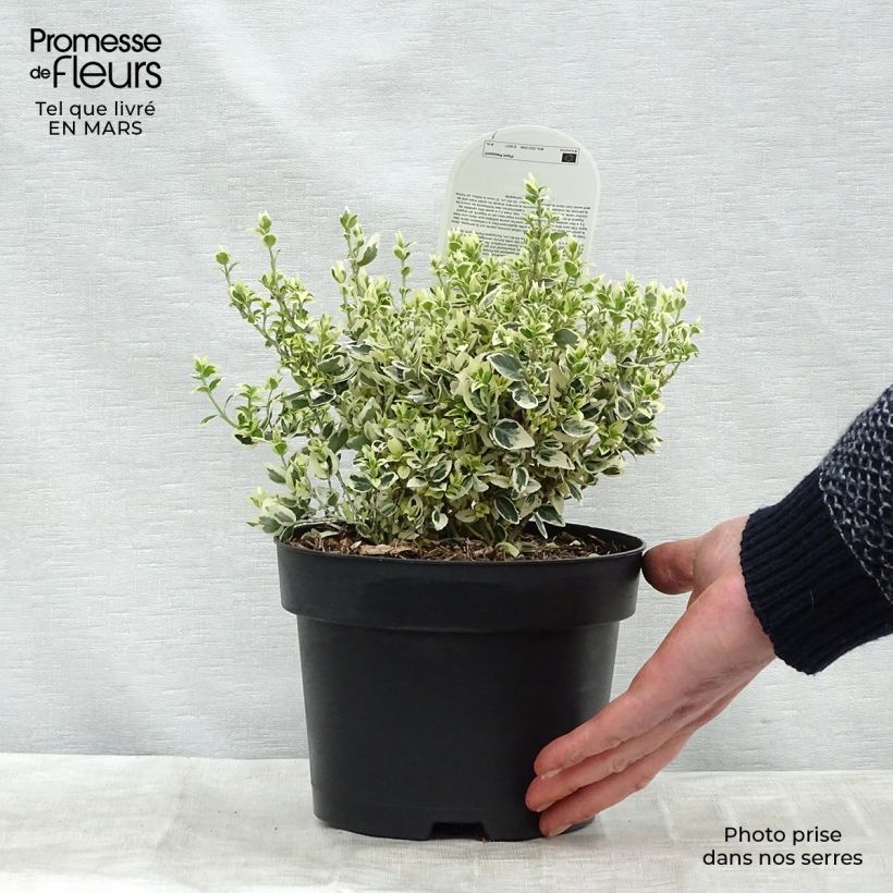 Example of Euonymus fortunei Dan's Delight Vaso da 2L/3L as you get in printemps