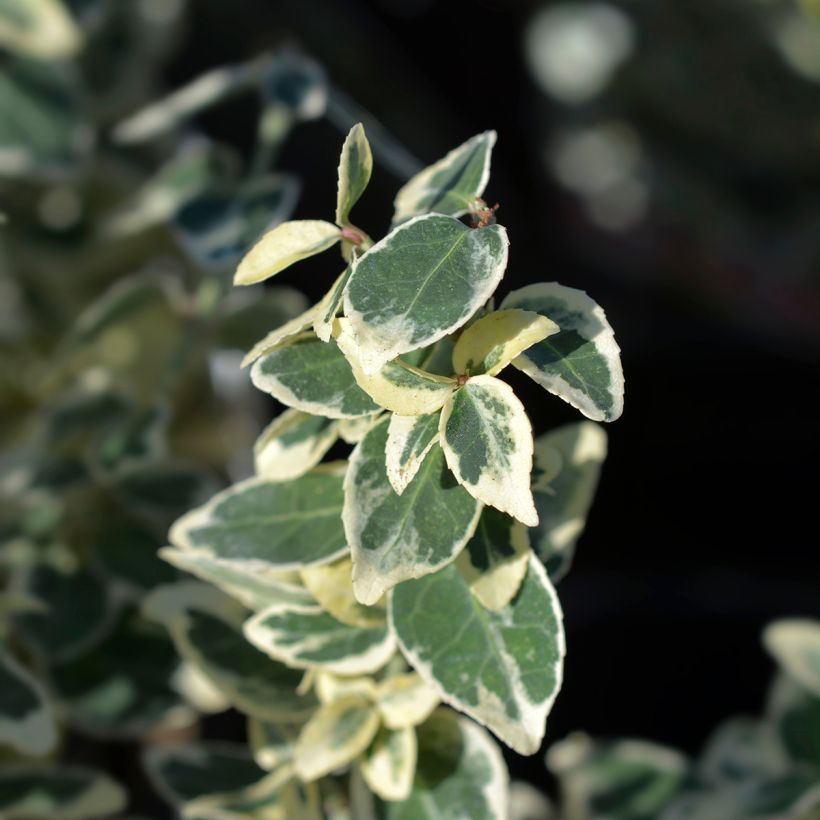 Euonymus fortunei Dan's Delight (Foliage)
