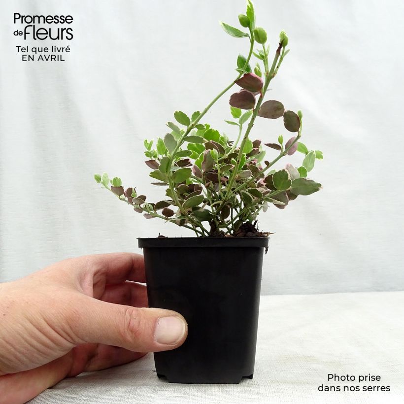 Euonymus fortunei Emerald Gaiety Vasetto da 8/9 cm esemplare consegnato in primavera