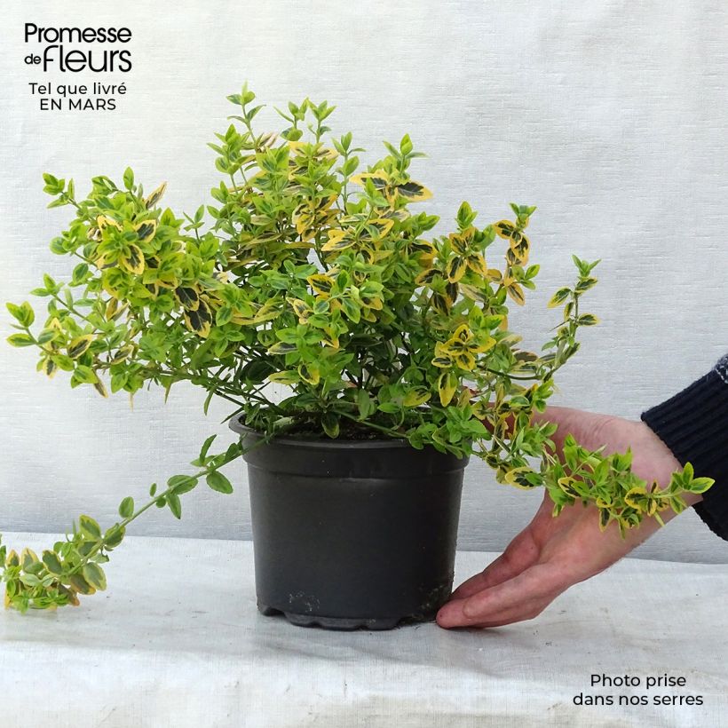 Euonymus fortunei Emerald 'n gold Vaso da 2L/3L esemplare consegnato in primavera