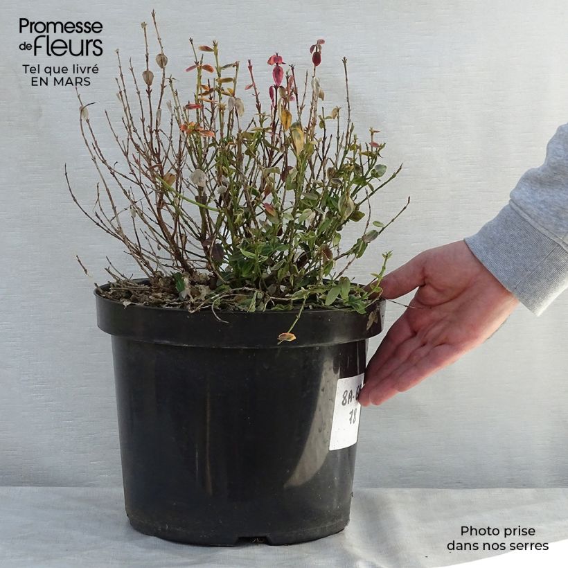 Euonymus fortunei Emerald 'n gold Vaso da 4L/5L esemplare consegnato in primavera