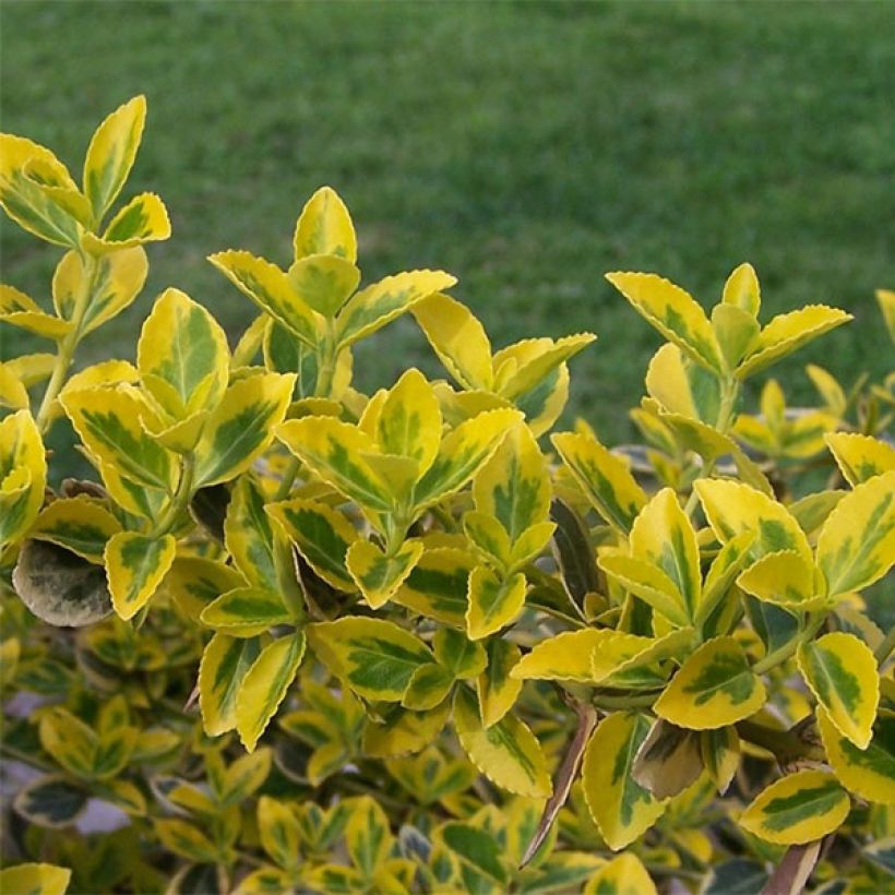Euonymus fortunei Emerald 'n gold (Fogliame)