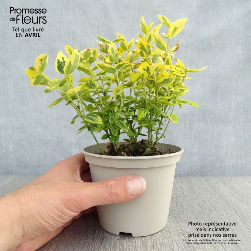 Euonymus fortunei Emerald 'n gold Vaso da 1L/1,5L esemplare consegnato in primavera