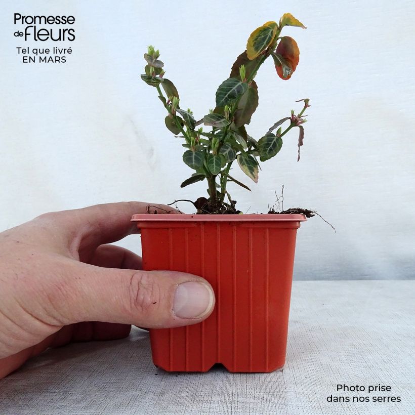 Euonymus fortunei Emerald 'n gold Vasetto da 8/9 cm esemplare consegnato in primavera