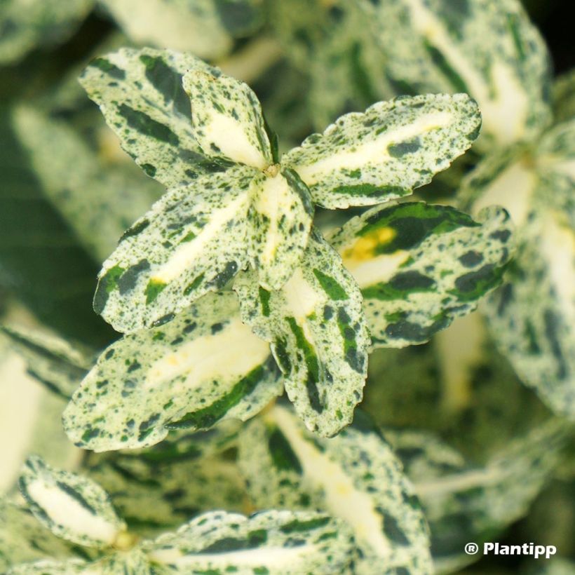 Euonymus fortunei Golden Harlequin (Foliage)