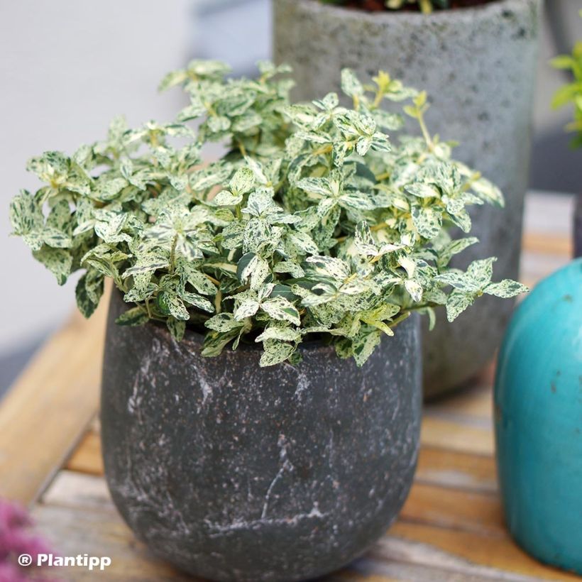Euonymus fortunei Golden Harlequin (Plant habit)