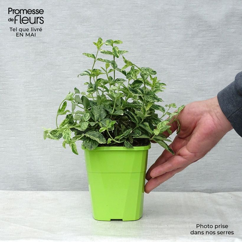 Example of Euonymus fortunei Golden Harlequin Vaso da 1L/1,5L as you get in printemps