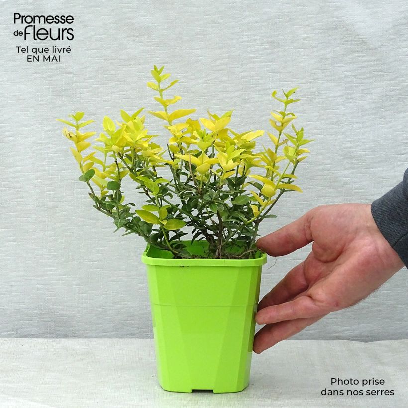 Euonymus fortunei Goldy Vaso da 3L/4L esemplare consegnato in primavera