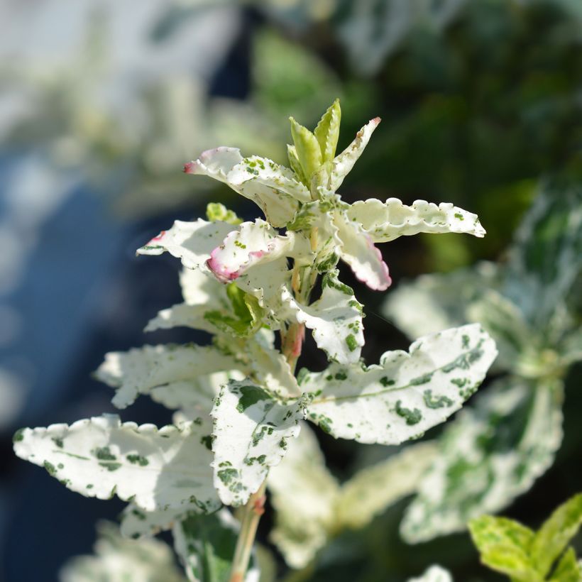Euonymus fortunei Harlequin (Foliage)