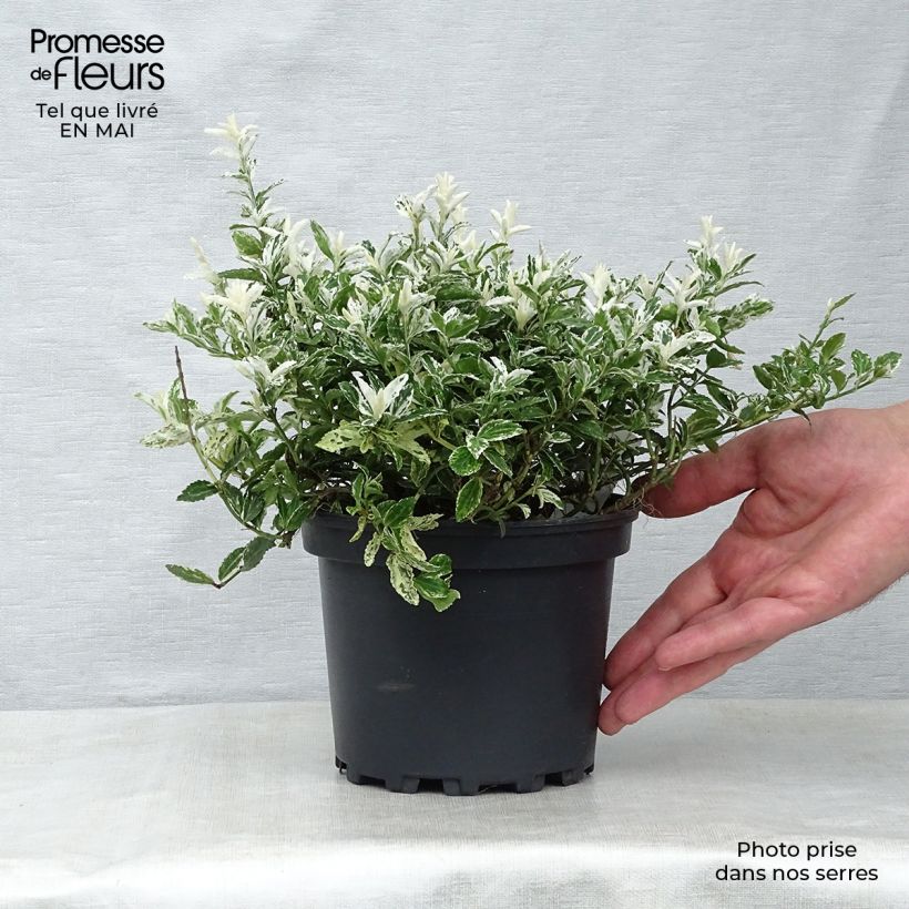Example of Euonymus fortunei Harlequin Vaso da 2L/3L as you get in printemps