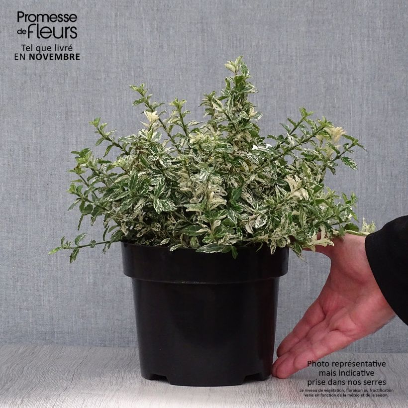 Esemplare di Euonymus fortunei Harlequin Vaso da 2L/3L come consegnato in autunno