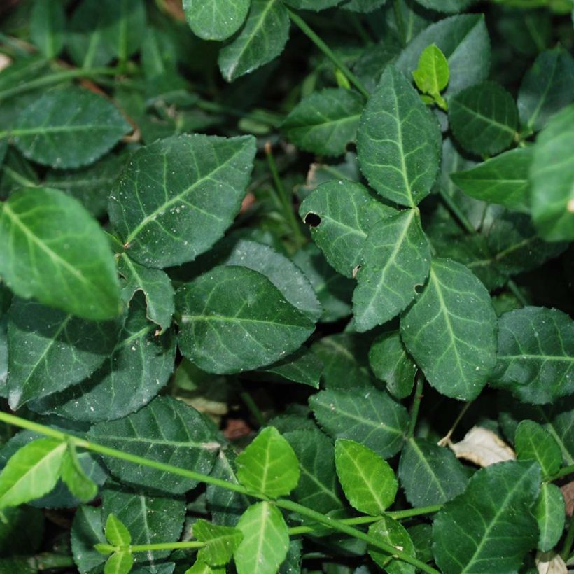 Euonymus fortunei Radicans (Foliage)