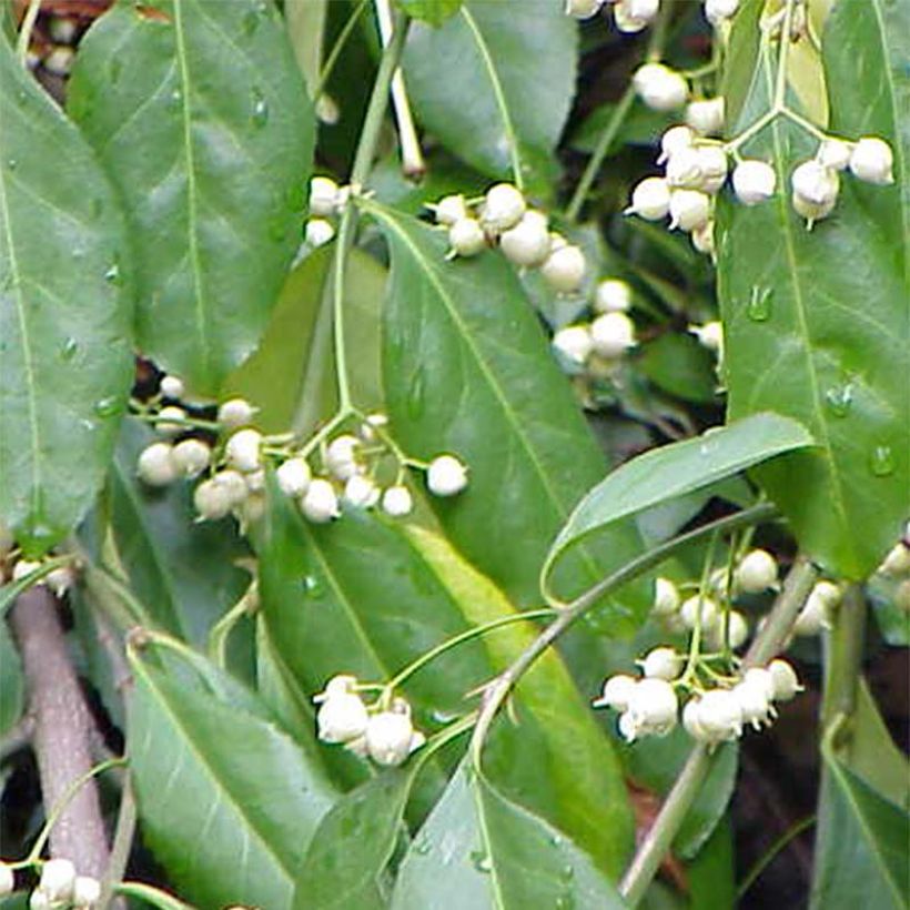 Euonymus fortunei Radicans (Flowering)