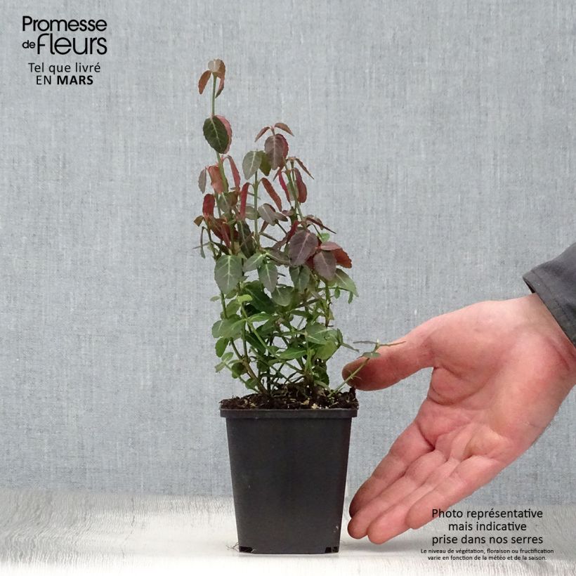 Example of Euonymus fortunei Radicans Vasetto da 8/9 cm as you get in printemps