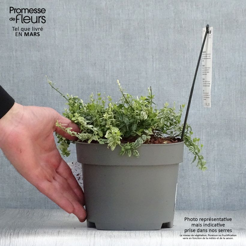 Euonymus fortunei Silverstone Vaso da 2L/3L esemplare consegnato in primavera