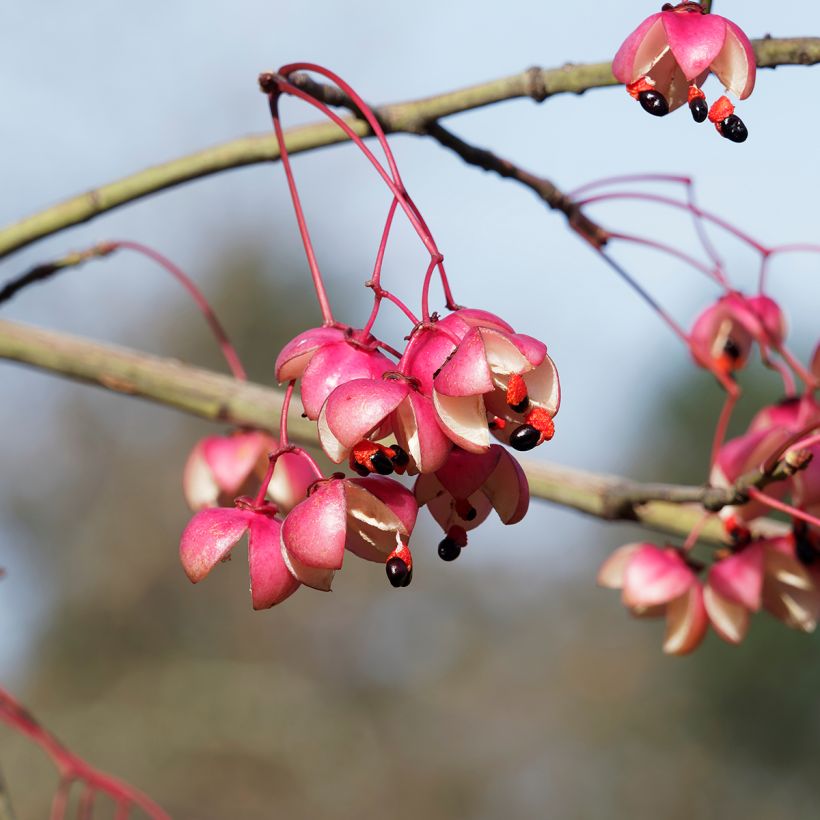 Euonymus grandiflorus Red Wine (Raccolta)