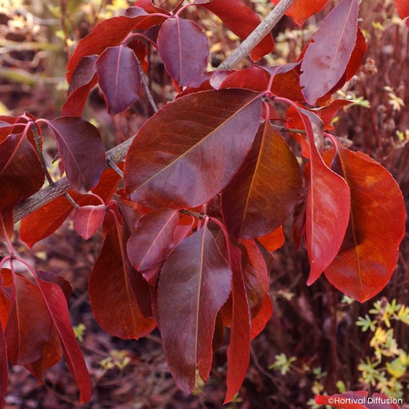 Euonymus grandiflorus Ruby Wine (Fogliame)