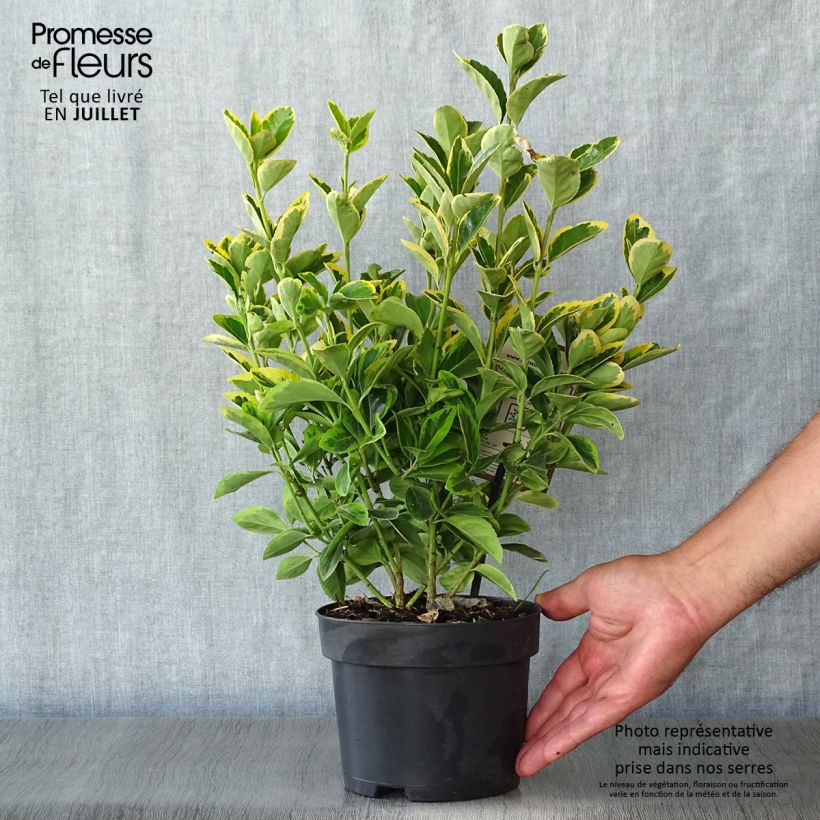 Esemplare di Fusaria giapponese Aureomarginatus Vaso da 2L/3L consegnato in estate